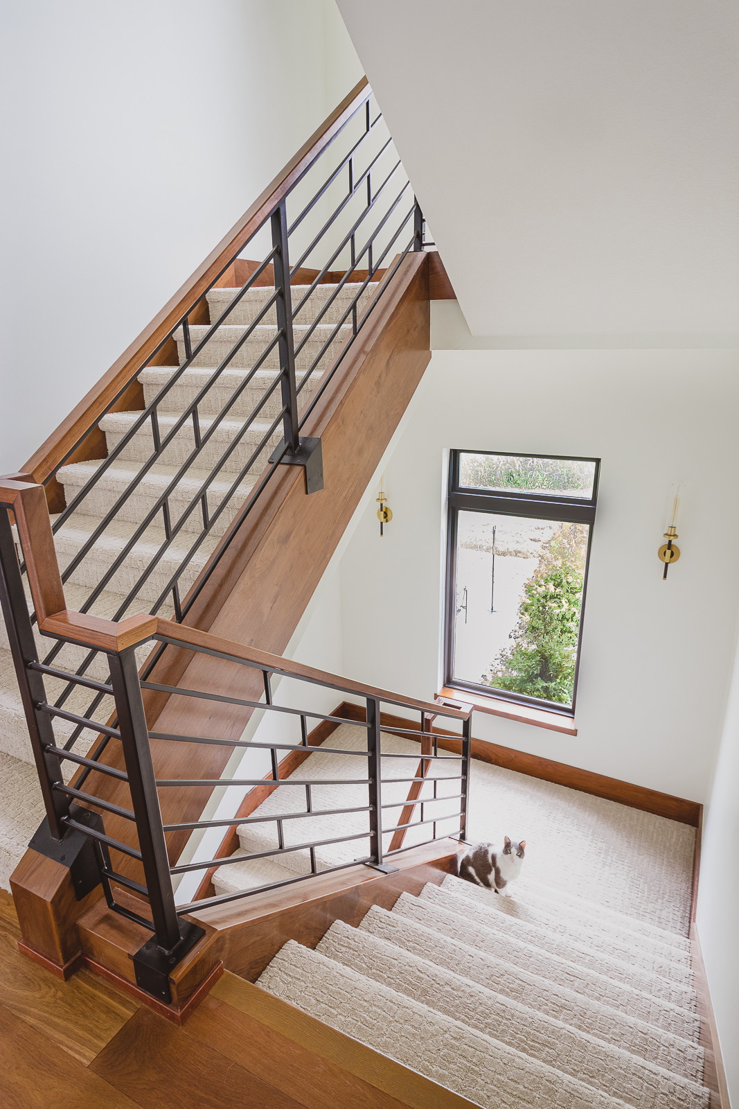 Shot of carpeted stairwell leading to basement with adorable grey and