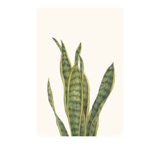 Snake Plants I