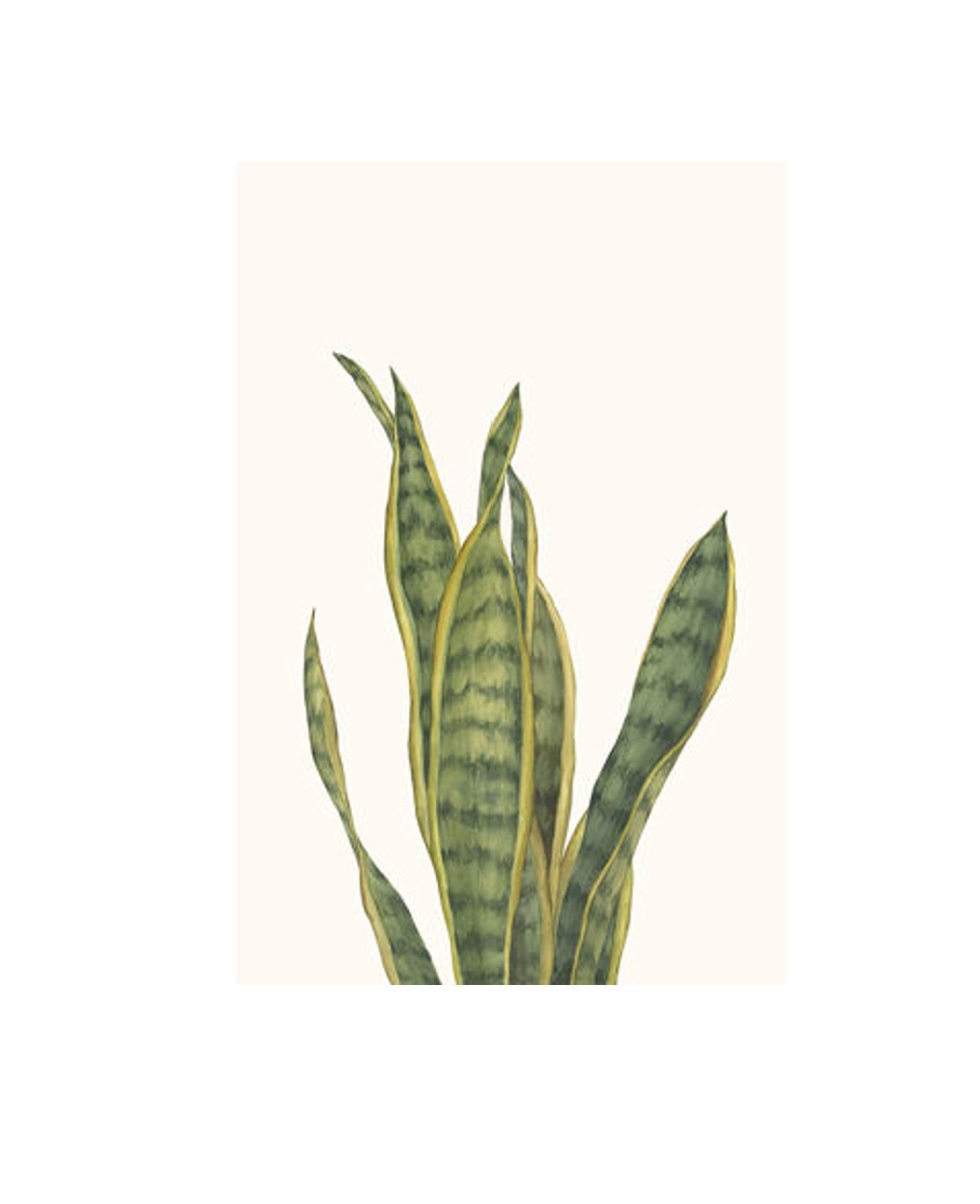 Snake Plants I