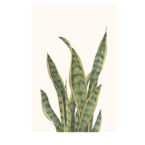 Snake Plants II