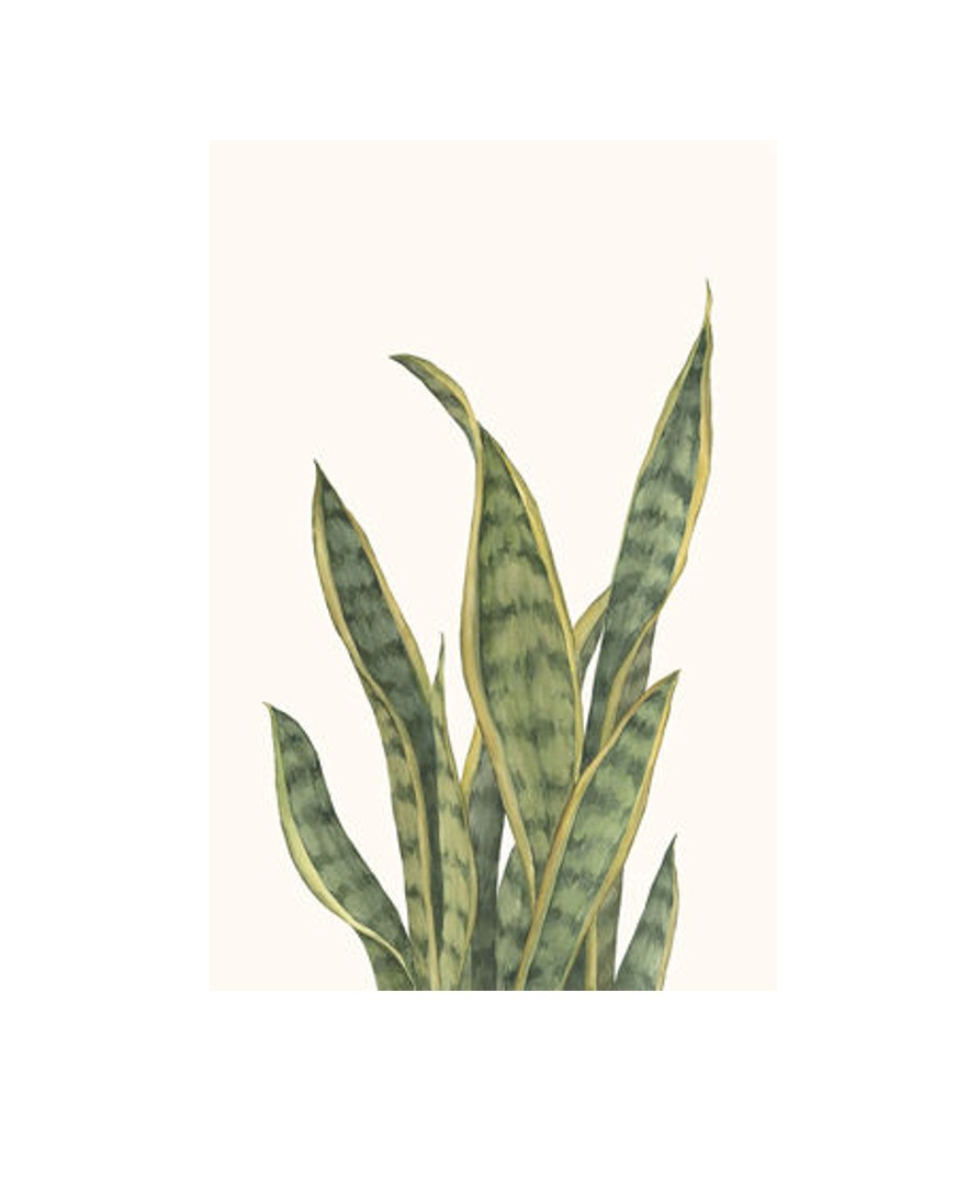 Snake Plants II